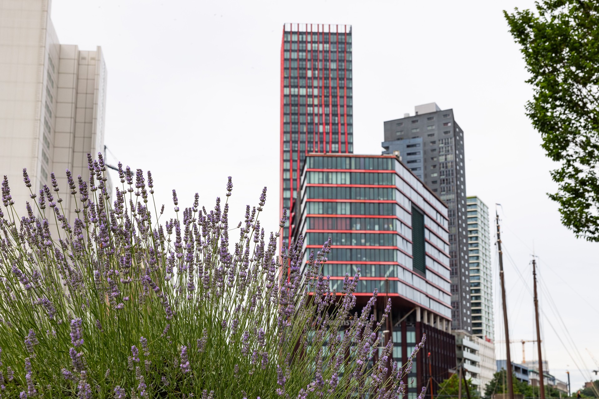 Office building in Rotterdam.